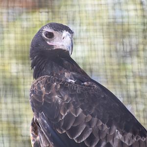 Wedge-tailed Eagle