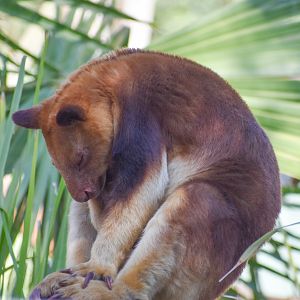Goodfellow's Tree-Kangaroo