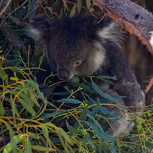 Southern Koala
