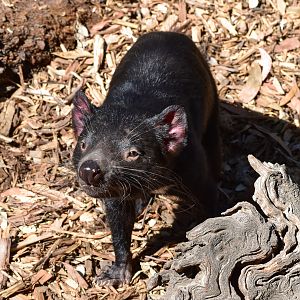 Tasmanian Devil