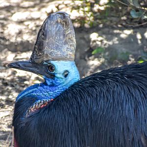 Southern Cassowary