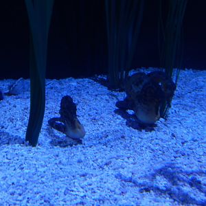 4/1/2025 - Pot-Bellied Seahorses