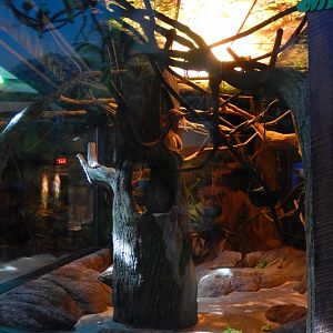 4/1/2025 - Sloth Valley