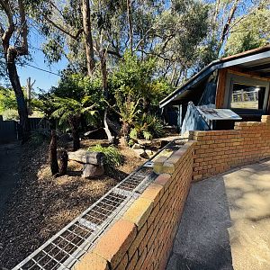 Tasmanian devil enclosure