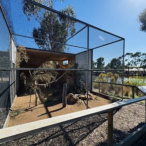 Nankeen kestrel enclosure