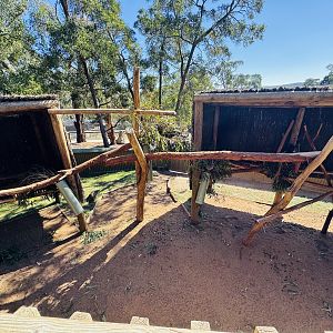 Koala enclosure