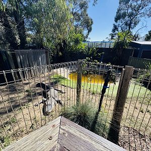 Alligator enclosure
