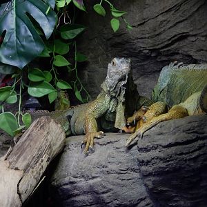 4/1/2025 - Green Iguanas