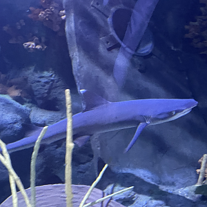 4/1/2025 - Whitetip Reef Shark