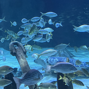 4/1/2025 - Sea Turtle Amongst the School