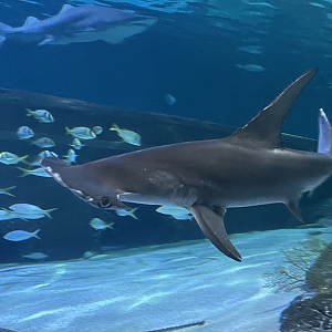 4/1/2025 - Great Hammerhead