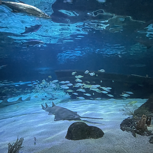 4/1/2025 - Dangerous Reef General View