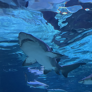 4/1/2025 - Sand Tiger Shark