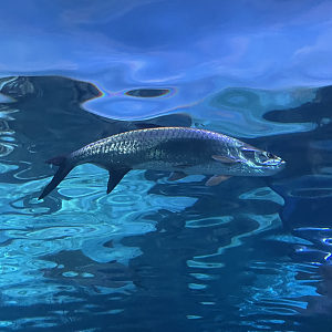 4/1/2025 - Atlantic Tarpon