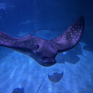 4/1/2025 - Spotted Eagle Ray Up Close!