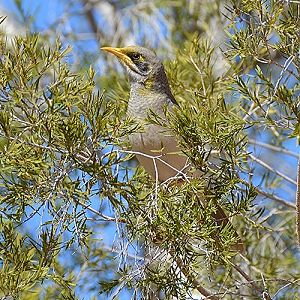 Yellow-throated noisy miner