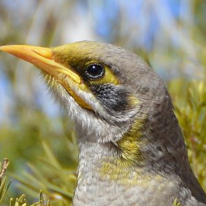 Yellow-throated noisy miner close- up