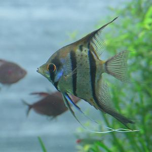 Freshwater Angelfish (Pterophyllum scalare)