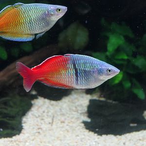 Boeseman's Rainbowfish (Melanotaenia boesemani)