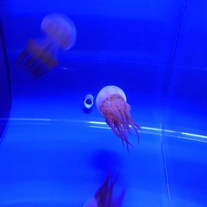 Flame Jelly (Rhopilema esculentum)