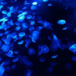 Moon Jelly (Aurelia sp.)