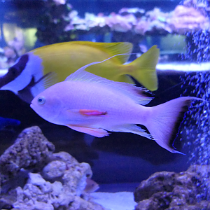 Japanese Anthias (Pseudanthias nobilis)