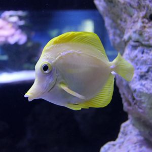 Yellow Tang (Zebrasoma flavescens)