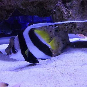 Longfin Bannerfish (Heniochus acuminatus)