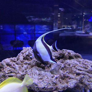 Moorish Idol (Zanclus cornutus)