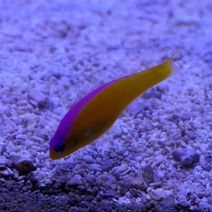Diadem Dottyback (Pictichromis diadema)