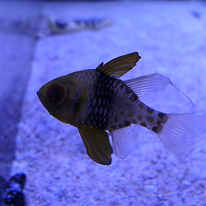 Pyjama Cardinalfish (Sphaeramia nematoptera)
