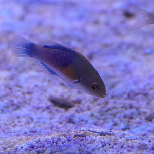 Ryukyu Fairywrasse (Cirrhilabrus ryukyuensis)