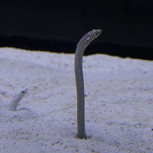 White-spotted Garden Eel (Gorgasia maculata)