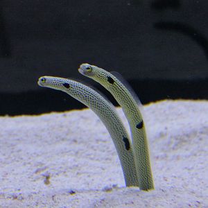 Spotted Garden Eel (Heteroconger hassi)
