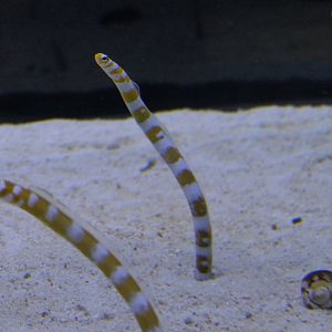 Splendid Garden Eel (Gorgasia preclara)