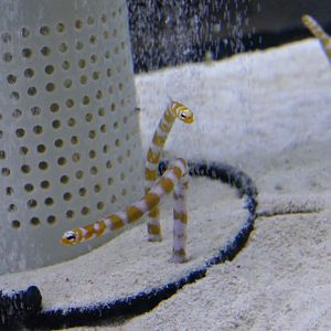 Splendid Garden Eel (Gorgasia preclara)