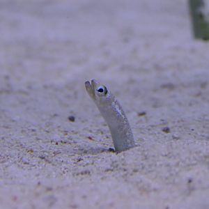 Whitespotted Garden Eel (Gorgasia maculata)