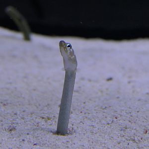 Whitespotted Garden Eel (Gorgasia maculata)