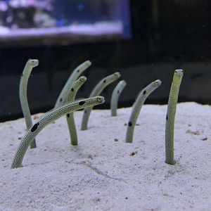 Whitespotted Garden Eel (Heteroconger hassi)