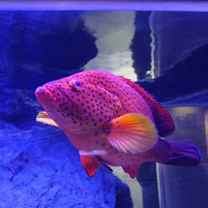 Coral Grouper (Cephalopholus miniata)