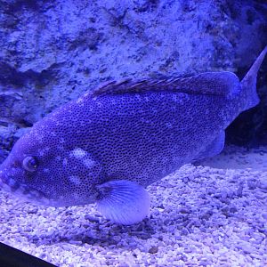Purple Rockcod (Epinephelus cyanopodus)