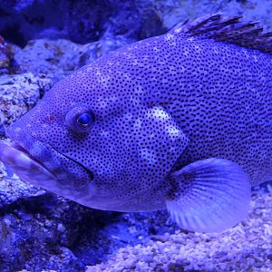 Purple Rockcod (Epinephelus cyanopodus)