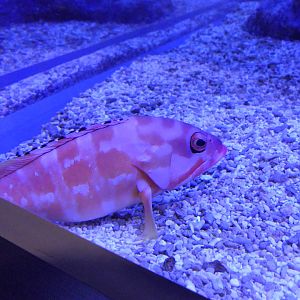 Blacktip Grouper (Epinephelus fasciatus)