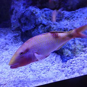 Manybar Goatfish (Parupeneus multifasciatus)