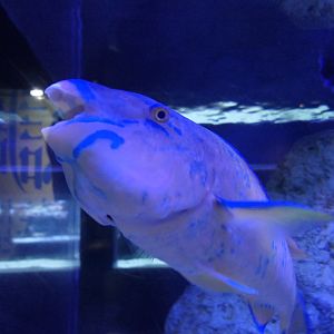 Bluebarred Parrotfish (Scarus ghobban)