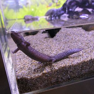 Tokyo Salamander (Hynobius tokyoensis)