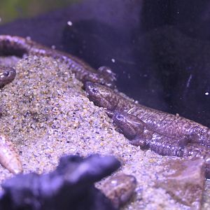Tokyo Salamander (Hynobius tokyoensis)