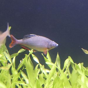 Tokyo Butterling (Tanakia tanago)