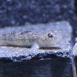 Biringo (Gymnogobius breunigii)