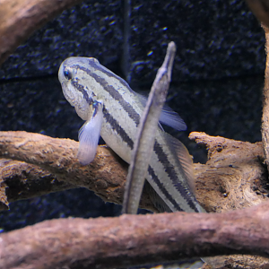 Shimofuri Goby (Tridentiger bifasciatus)
